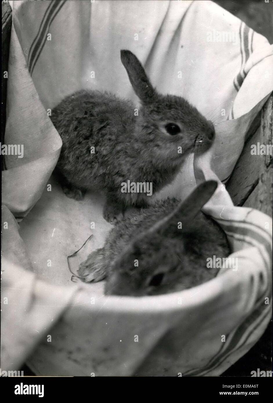 23 mars 1954 - deux oreilles pour deux lapins : M. Alain Pennec, paysan français de Pommerit Landry (nord de la France) présente ces deux lapins Freak ayant une oreille chacun. Le Freak les lapins étaient deux sur une race de six (Les quatre autres ont été parfaitement normal) Banque D'Images