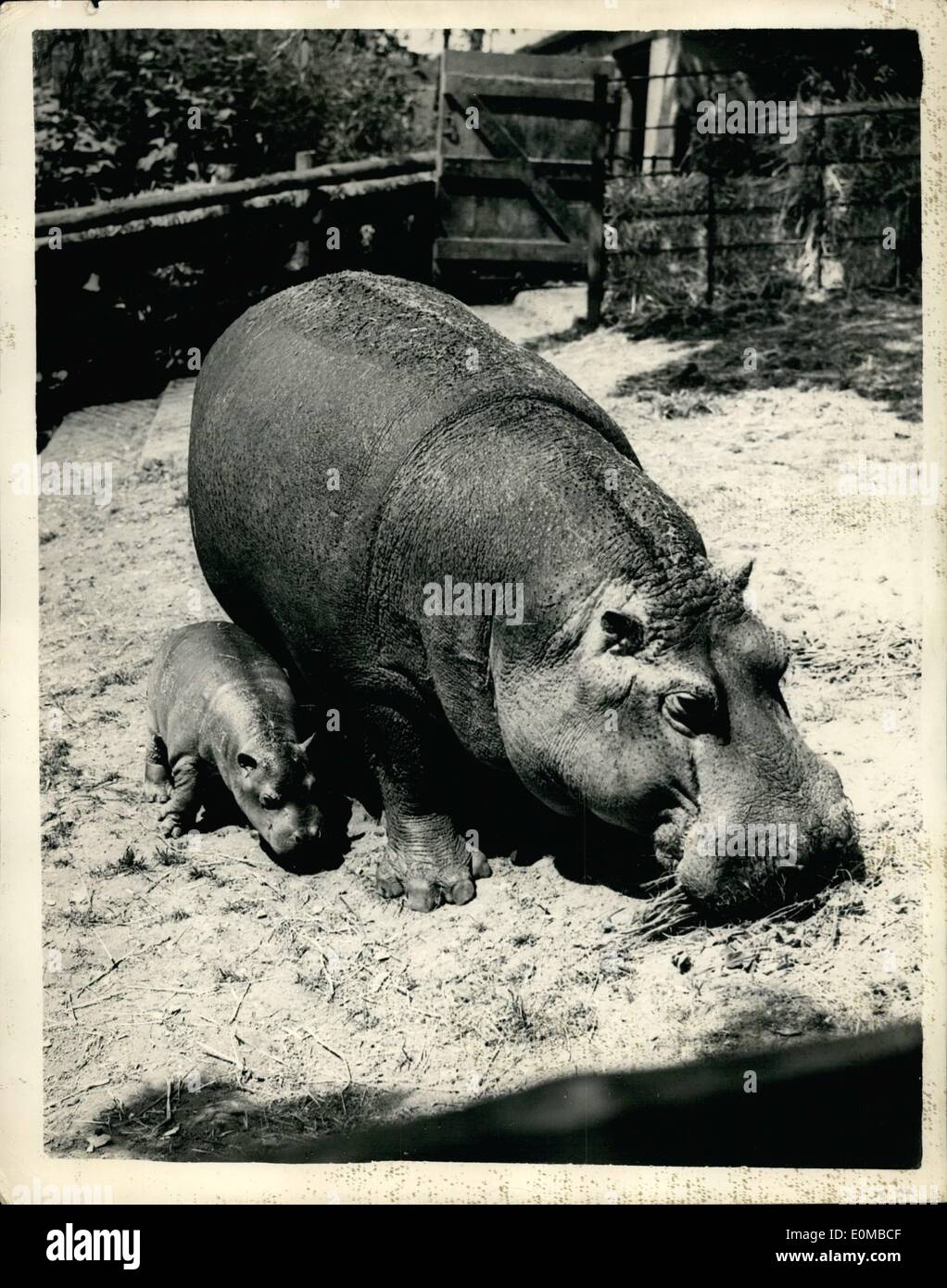 Juin 04, 1954 - 4-6-54 Premières images d'Hippopotamus veau né à Whipsnade. Le bébé hippopotame, né au zoo de Whipsnade il y a trois semaines, a fait sa première apparition publique aujourd'hui avec sa mère Belinda. Les parents sont venus en août de Whipsnade, 1950, lorsqu'ils étaient moitié-cultivé. Le nom du père de Henry. Photo montre : Belinda montre fièrement son jeune fils au public sur sa première sortie aujourd'hui. Banque D'Images