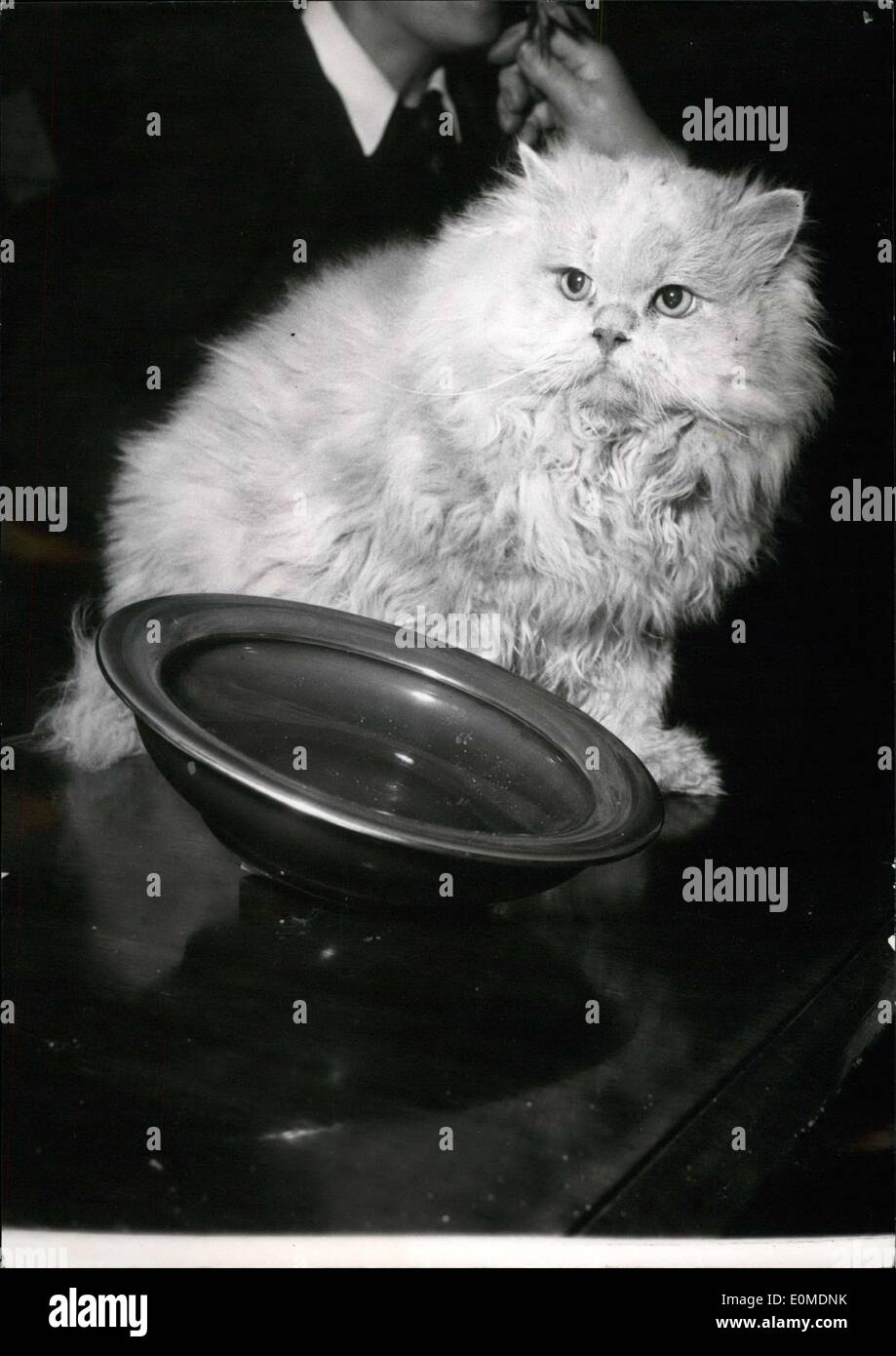 Oct. 17, 1954 -   Victoires : AM persan de 4 ans nommé Douglas Benweld AM Cracker a remporté le premier prix à l'Annu Banque D'Images