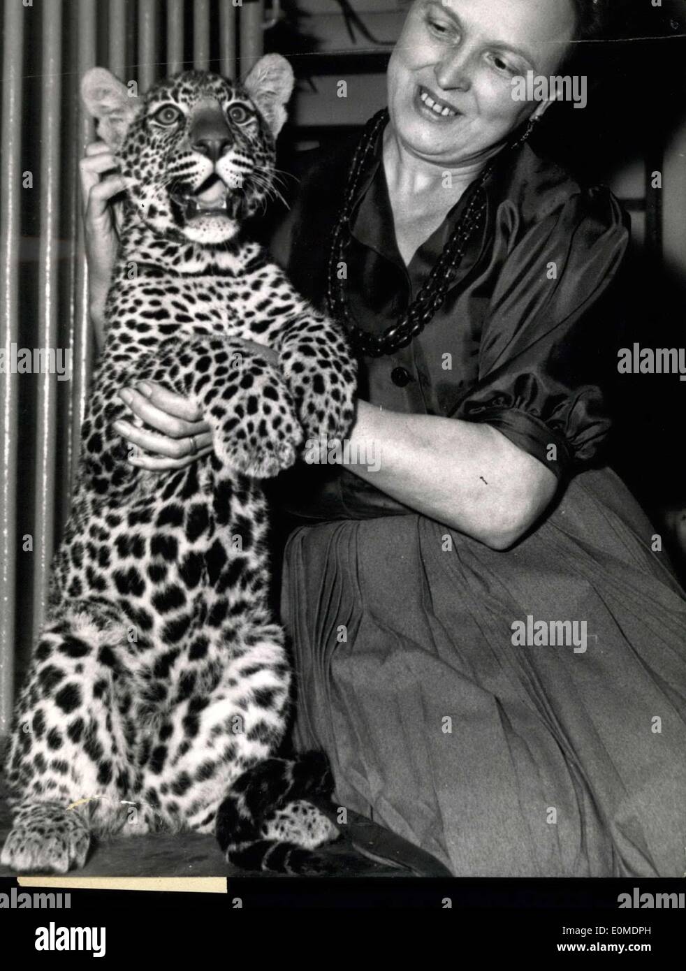 22 octobre 1954 - 5 mois à Cat Panther Show : Chiquita, un de cinq mois Panther est la grande attraction de l'exposition actuellement en cours à l'Hôtel Crillon, Paris. Banque D'Images