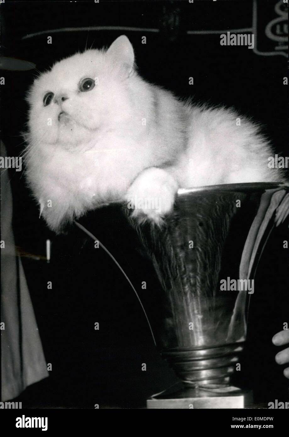 Rencontrer Le Plus Beau Chat Du Monde Banque D Image Et Photos Alamy