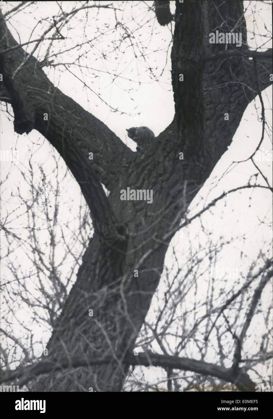 20 janvier 1955 - Scènes d'inondation à Paris Cat emprisonné dans un arbre ce chat En vedette Documents Paris appartient au gardien de la petite ville de l'ONU droit Jardinerneath le pont neuf, non loin de la louvre. Que le jardin a commencé à être inondé le chat cllchambres là-haut, dans les branches d'arbre, puis a été trop peurned à baisser. La pauvre bête a été d'un séjour dans l'arbre pour quatre jours maintenant et ne peut pas être abordée comme l'arbre est surrund par ter. Banque D'Images