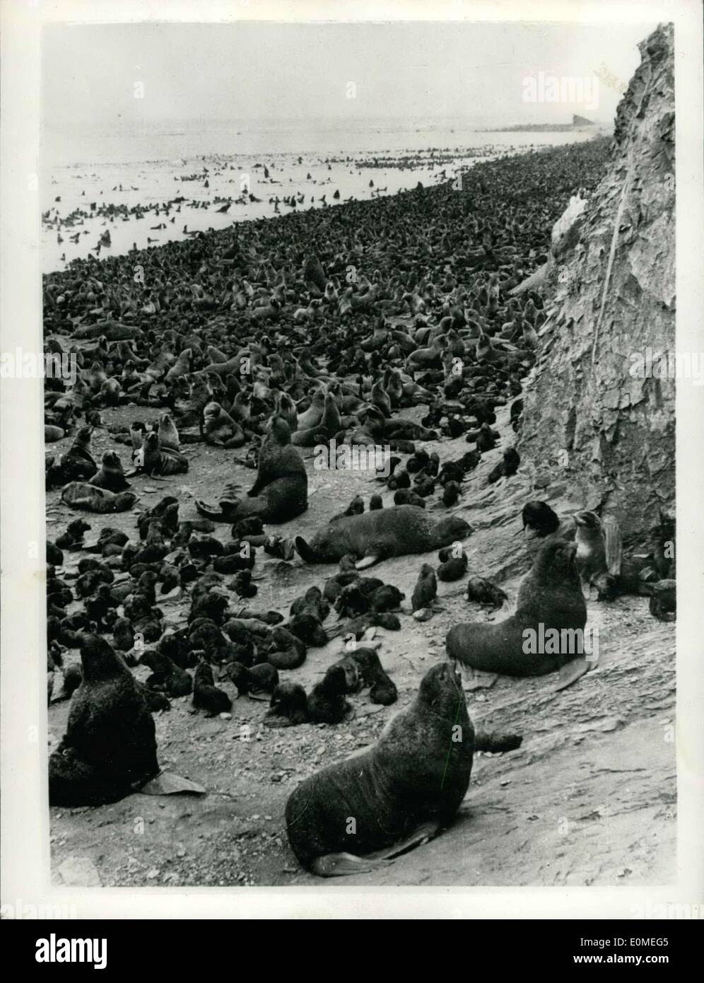 Le 29 janvier 1955 - pas beaucoup de place pour les transats ici : cette photo de la Russie - ressemble un peu comme une plage bondée en cette journée - mais est une vue de la foule sur l'île Seal rookery tyuleny, dans la mer d'Okhotsk. Banque D'Images