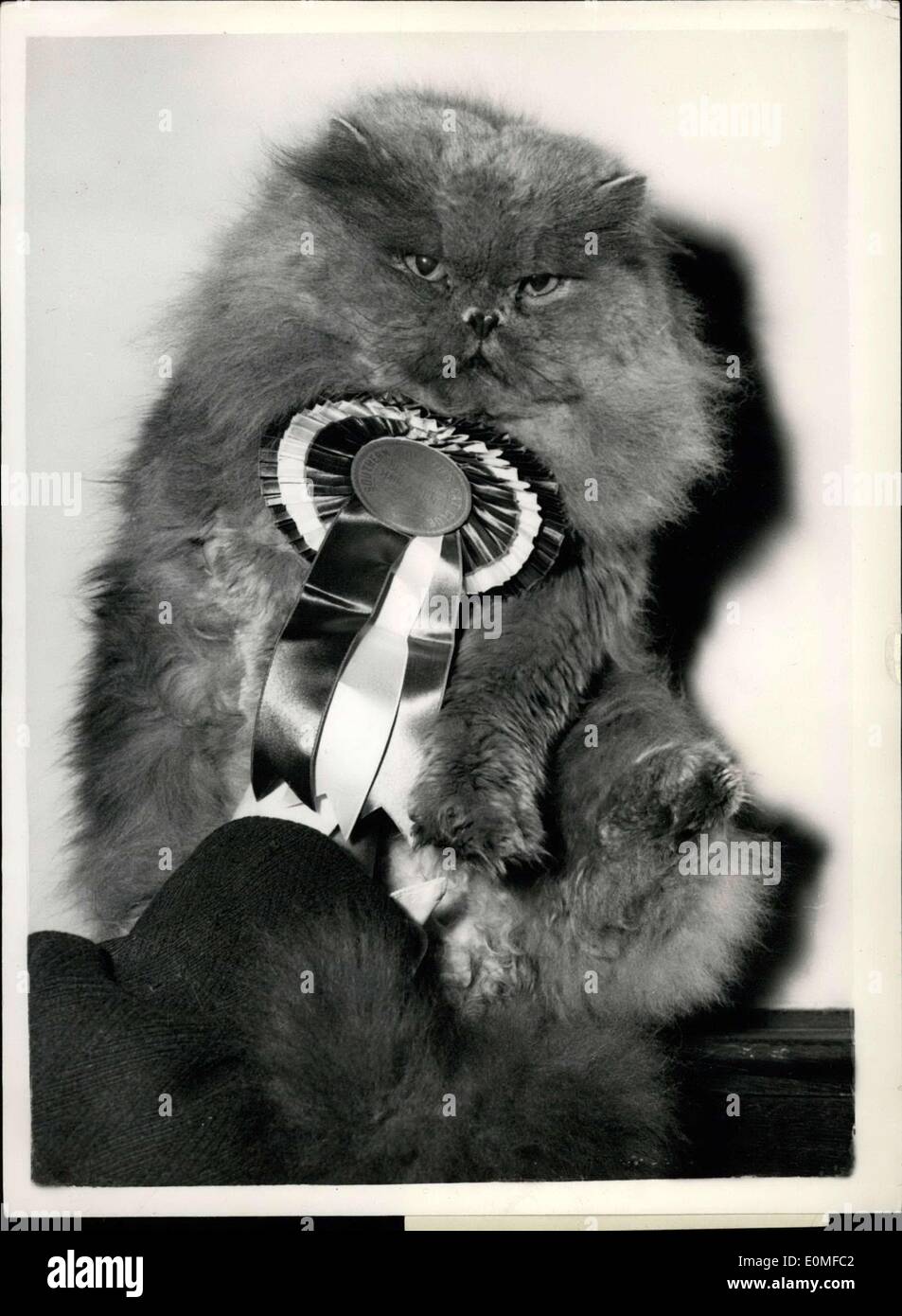 10 févr. 03, 1955 - Le champion des comtés du sud Cat Cat Club Foxburrow : chaussure Photo montre frivole, un 2 1/2 ans persan bleu, appartenant à Mme Joan Thompson, d'Bsckenham, qui a été jugé champion des champions à l'exposition tenue à l'Hôtel de l'horticulture d'aujourd'hui. C'est son cinquième titre successives. Au total, il a remporté cinq premiers prix et 34 certificats. Banque D'Images