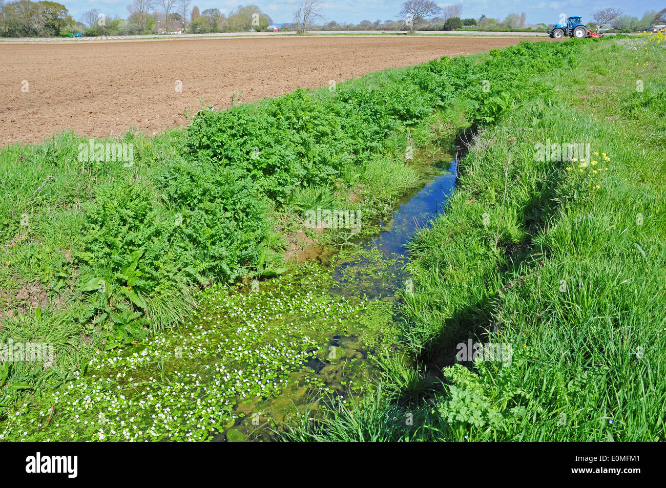 Fossé de drainage sur la plaine côtière. Le Céleri sauvage, de l'eau commune Crowfoot et les algues. Banque D'Images