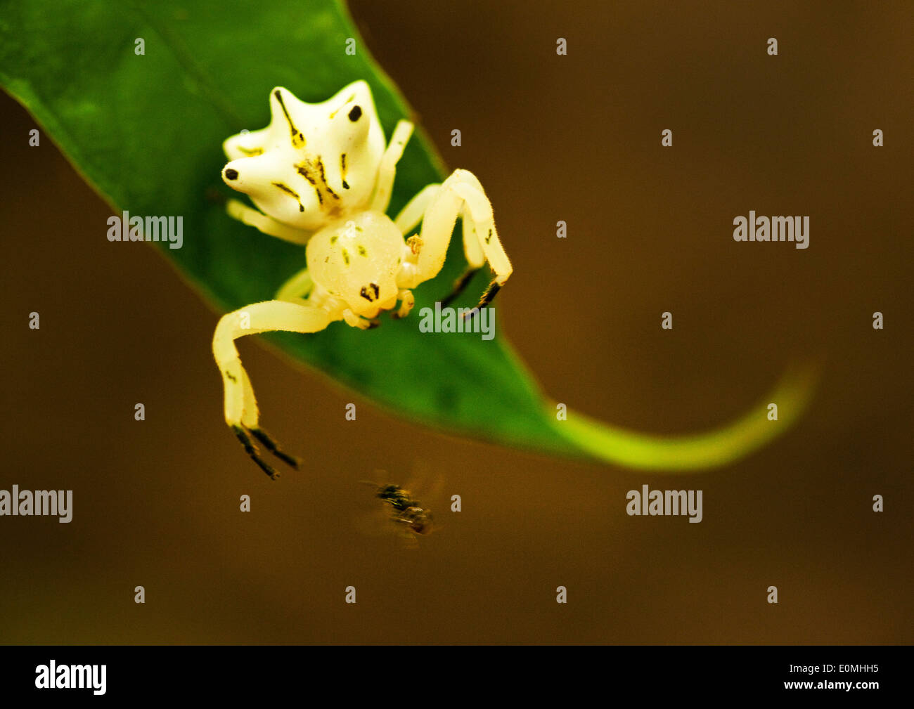 Le moment avant qu'une araignée crabe se jette pour une mouche, Amazonie péruvienne (Araneidae) Banque D'Images