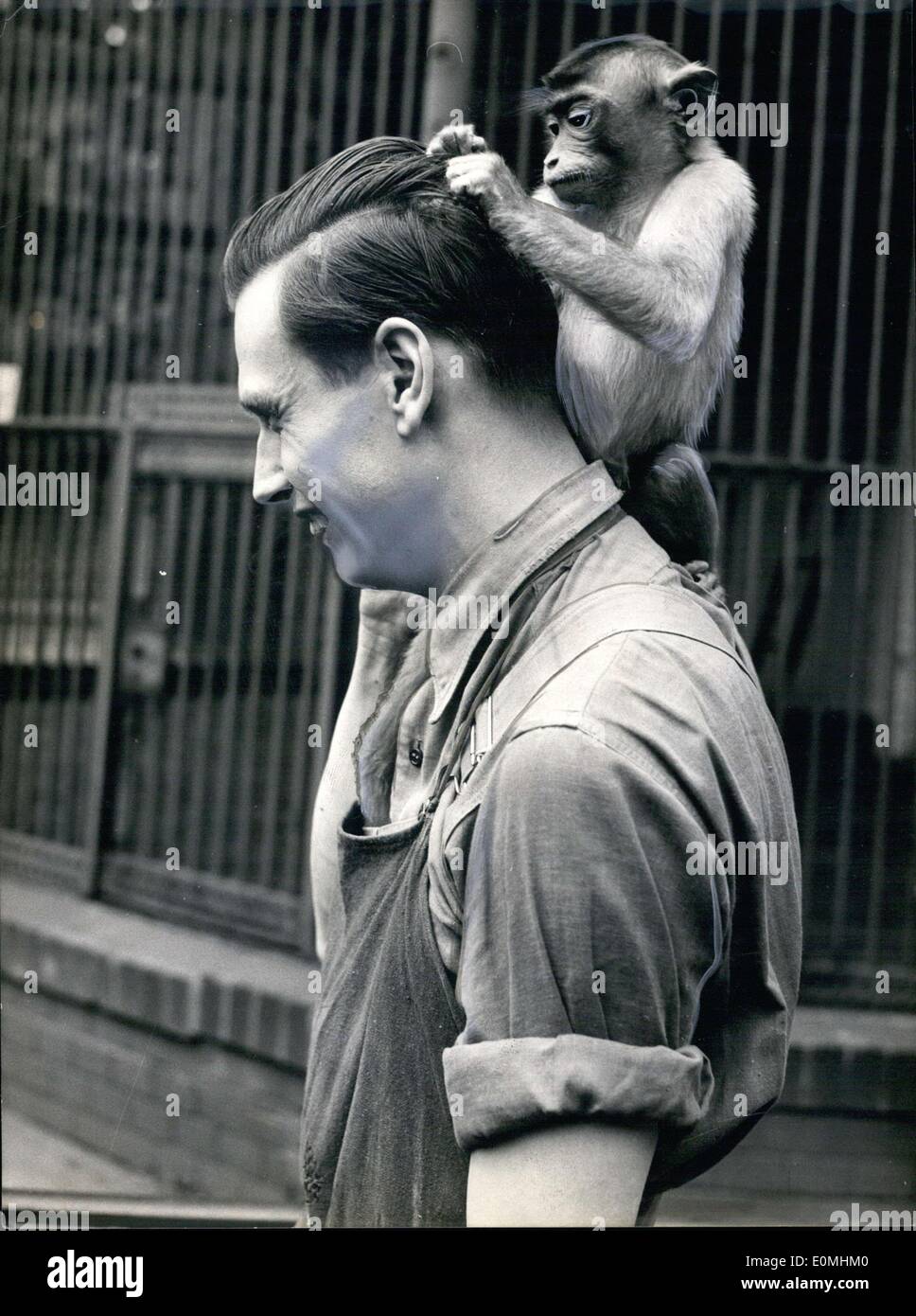 Petit Singe Nommé En Référence à Des Religieux Fouillant Banque de photographies et d'images à haute résolution - Alamy