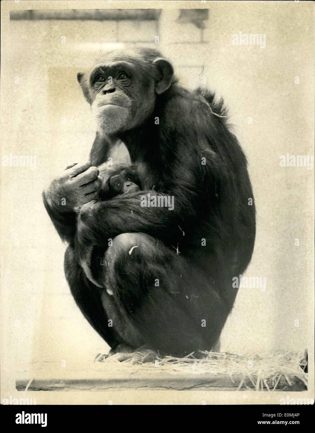 08 août, 1955 - "la "Mère et Bébé - à la fois bien faire'', dernier ajout au zoo de Londres. La dernière arrivée au Zoo de Londres est le bébé né récemment pour Abena le chimpanzé... La nouvelle arrivée est le premier mâle chimpanzé d'être né là-bas. Abena la mère est originaire de la Côte d'Or, il y a quelques années - et est l'âge de 8 ans. Le père de l'enfant Daudi est mort il y a quelques mois. Photo montre Abena avec son bébé au Zoo de Londres aujourd'hui lorsqu'ils ont été vus pour la première fois par le public. Banque D'Images