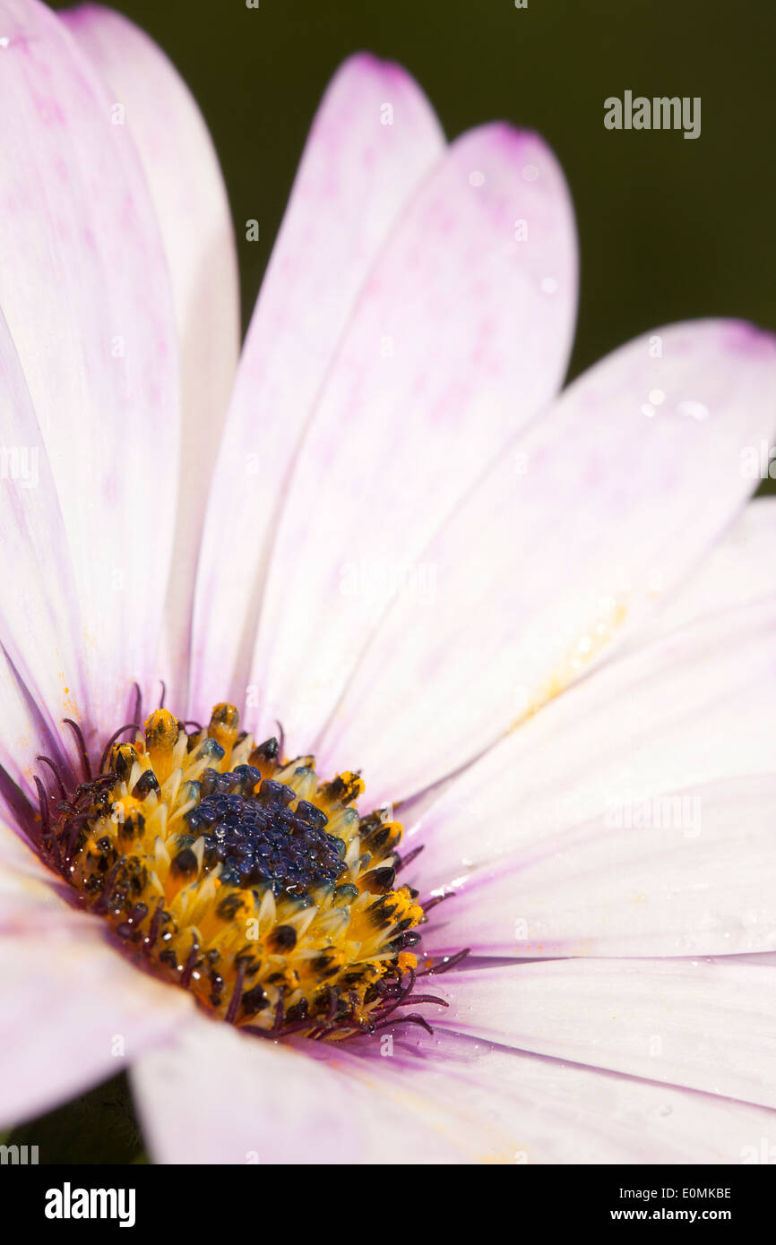 Close-up Daisie avec de l'eau gouttelettes, Suffolk, UK Banque D'Images