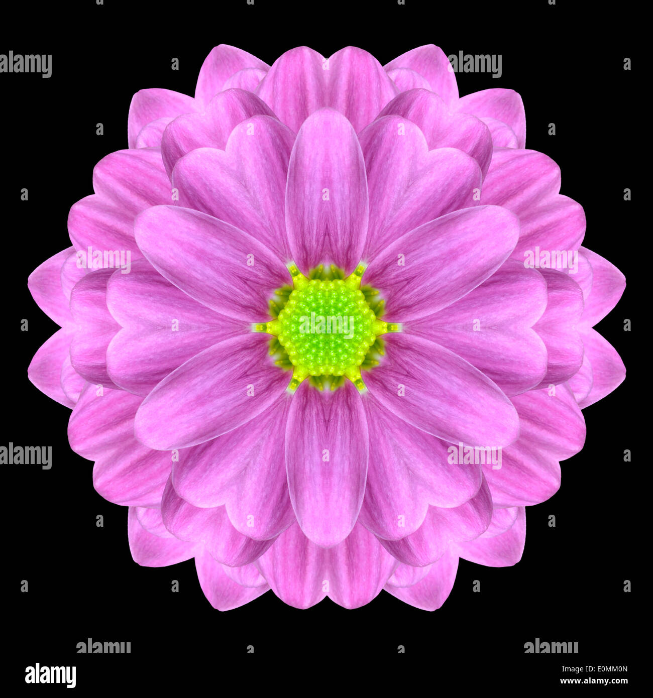 Mandala de fleur rose Daisy avec centre vert. Conception kaléidoscopique isolé sur fond noir Banque D'Images