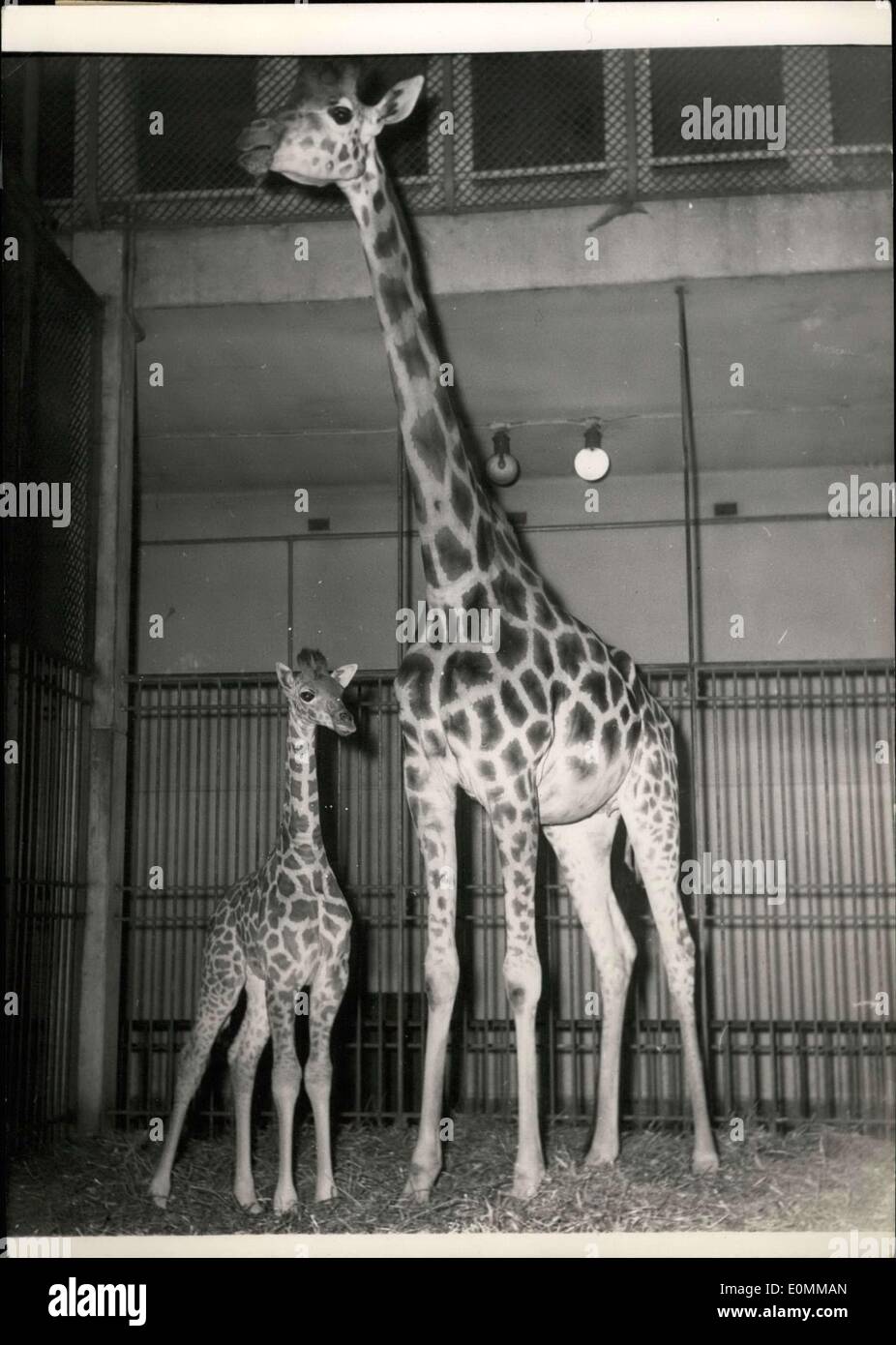 24 novembre 1955 - De nouveaux hôtes pour le zoo de Vincennes : la population de le zoo de Vincennes à Paris a légèrement augmenté après série d 'événements heureux''. Photo montre ''ZIZI'' a 5' Girafa avec sa mère. Banque D'Images