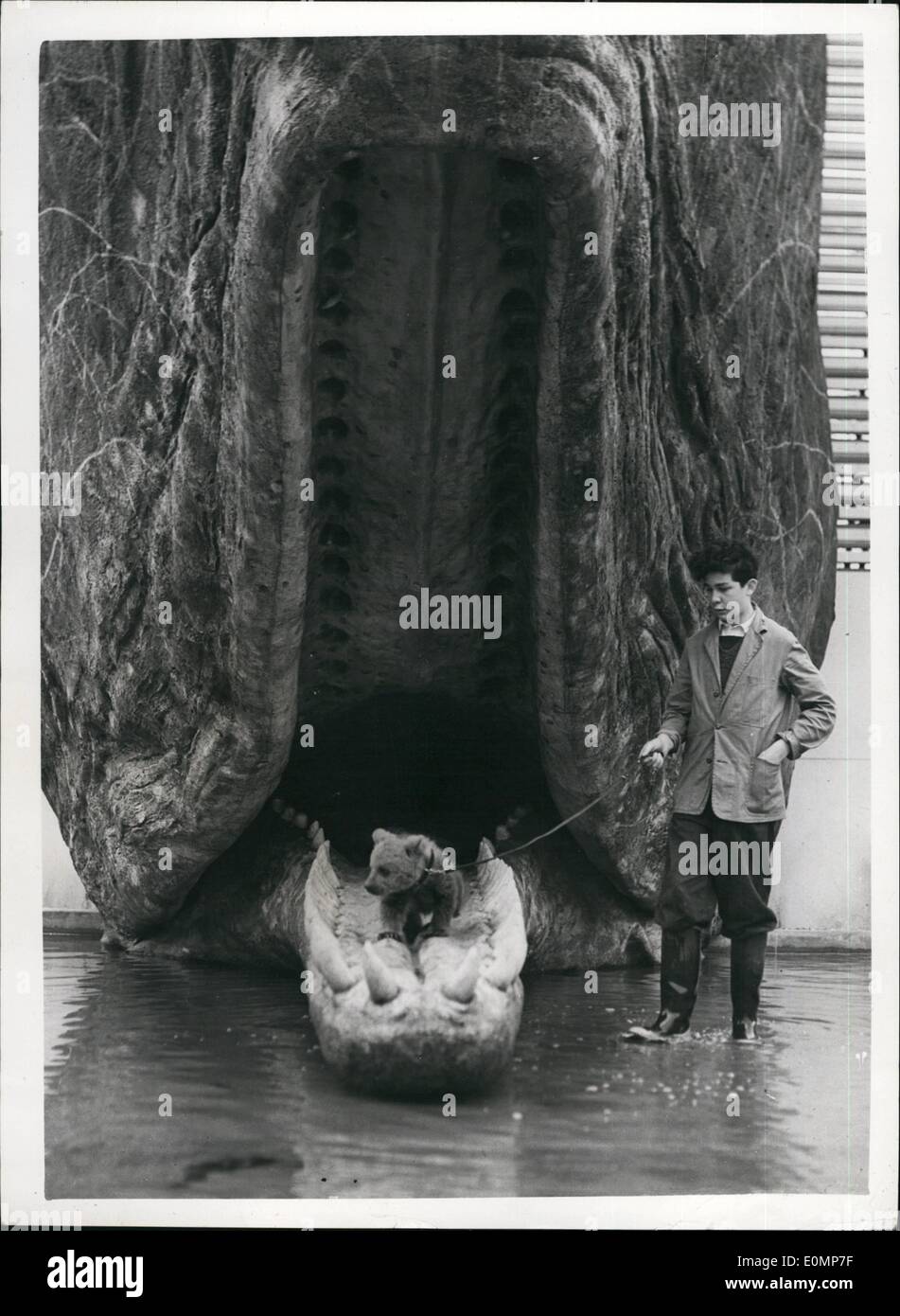 Avril 04, 1956 - Nikki déambule dans la bouche d'une baleine. Le bébé ours de Russie : Nikki le populaire bébé ours présenté à la Princesse Anne par Marshall Boulganine et M. Kruschev lors de leur récente visite en Grande-Bretagne a une belle vieille époque où il est allé pour une promenade dans la bouche de l'énorme baleine artificielle au zoo de Londres. Banque D'Images