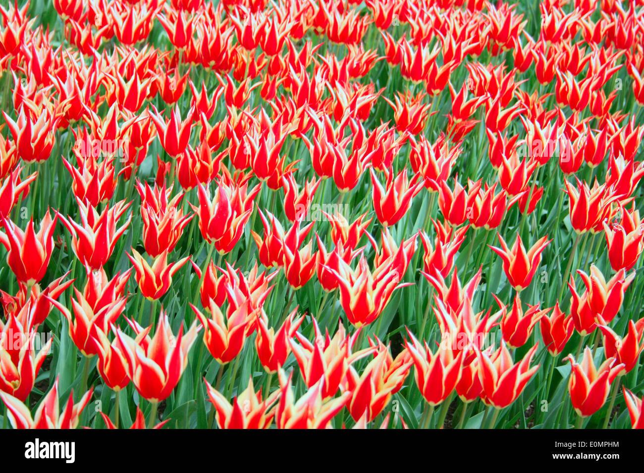 Type spécial de tulip Tulip Istanbul Ottoman de- Banque D'Images