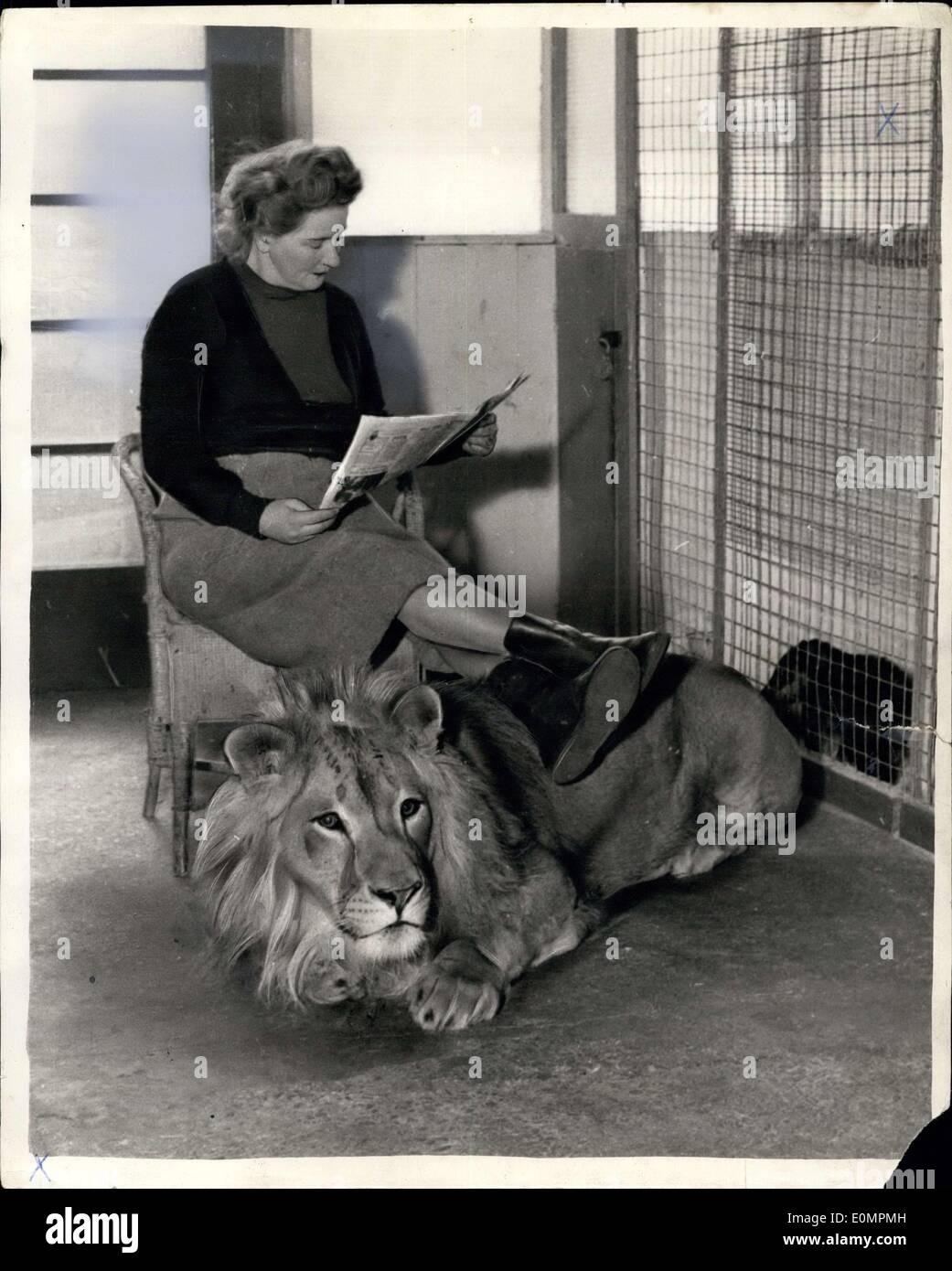 25 avril 1956 - comme du Rajah doux comme un chiot - et c'est un lion : jamais pensé ce que ce serait comme avoir un adulte shaggy mained lion à propos de la chambre ? Eh bien, M. et Mme Frank Farrer de Southport, Lancs, Zoo et n'avons Rajah est à la fois une exposition et un animal de compagnie. Parfois, il va même à l'intérieur de leur caravane, et à tout moment M. Ferrer est ''bienvenu'' dans la cage du Rajah. Elle utilise souvent de lui comme d'un repose-pied, et l'emmène régulièrement pour des promenades sur sa chaîne. Les sections locales sont tout à fait l'habitude de voir cet étrange animal autour. Rajah est fréquemment utilisées dans des films,s et qu'il gagne un revenu équitable à partir de son apparence Banque D'Images