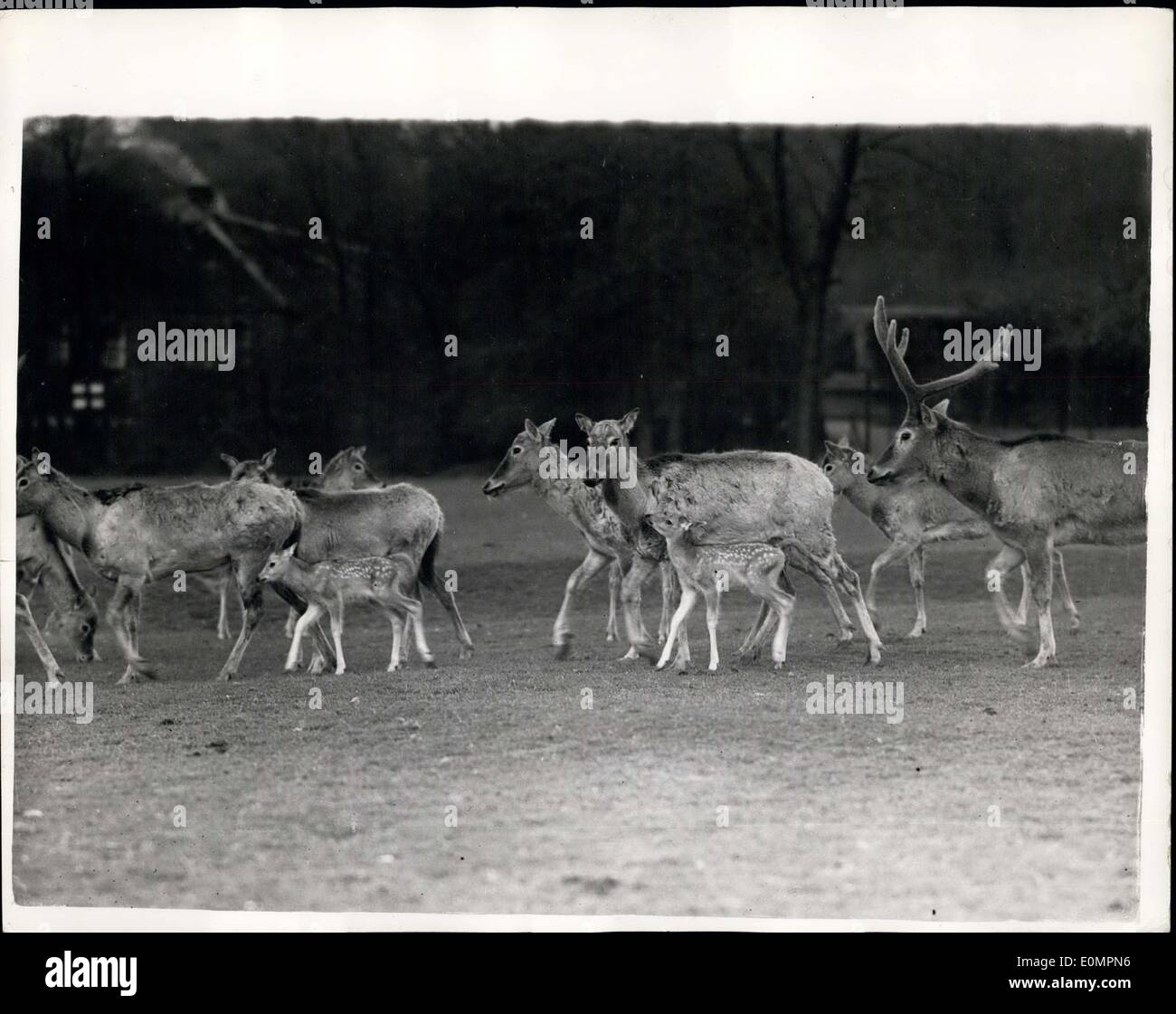 Le 30 avril 1956 - La Patience gagne une rare photo : c'est une rare photo. Ces Pere David's deer avec les jumeaux nouveau-nés au zoo de Whipsnade sont si timides que vous ne pouvez pas obtenir près d'eux. Cette image a été obtenue par une caméra focus de l'arrière d'un van. Le caméraman avait besoin beaucoup de patience et a dû attendre deux heures pour obtenir cette image. Banque D'Images