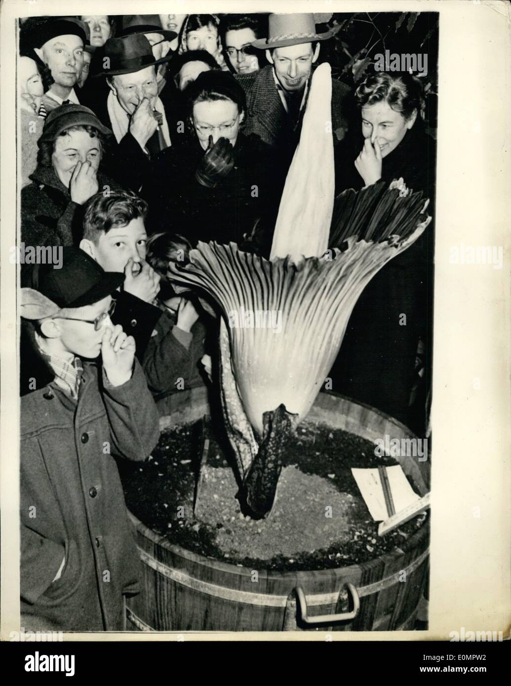 Le 21 février 1956 - 21-2-56 c'est la plus grande fleur du monde, mais son odeur est tout simplement terrible. Les visiteurs de l'Hortus Botanicus Leiden, Hollande vu admirer le Amorphuphallus Titanum et qui serait la plus grande fleur du monde. Ils admirent la vue mais trouver l'odeur assez irrésistible. Banque D'Images