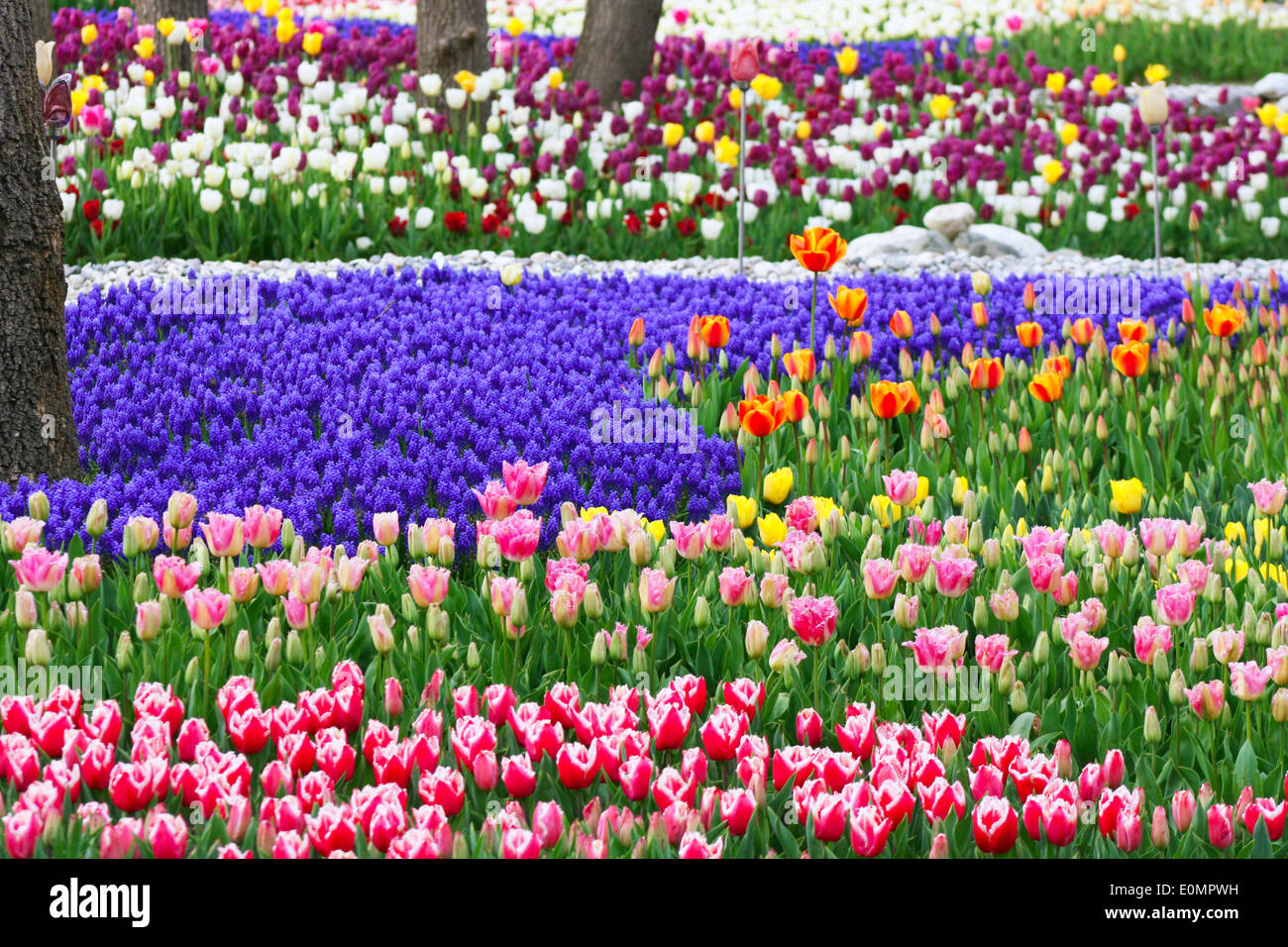 Forêt de tulipes colorées en bois Emirgan,Istanbul Banque D'Images