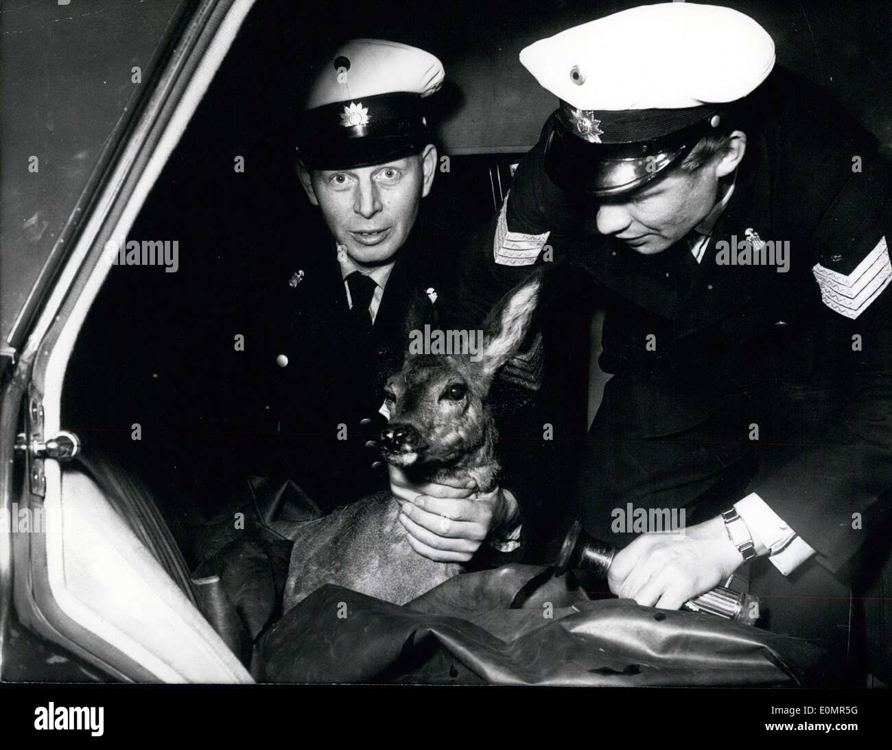 15 mai 1956 - Les agents de police avec les cerfs de Autobahn Banque D'Images
