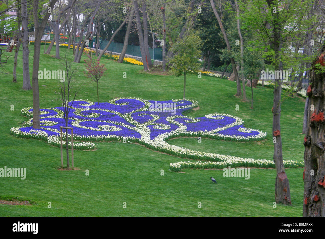 Tulipe blanche et Jacinthe pourpre ,jardin Paysage comme Tree Banque D'Images