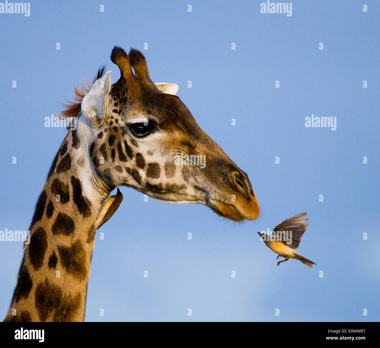 La girafe et l'oxpecker, Parc National de Masai Mara, Kenya (Giraffa camelopardalis), (Buphagus sp.) Banque D'Images