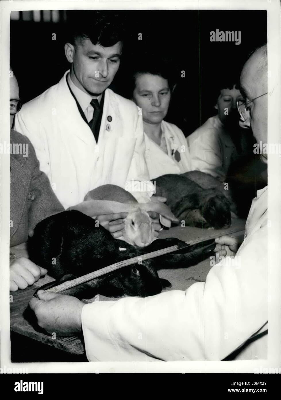 10 octobre 1956 - Ouverture de la dairy show à l'Olympia. Juger un lapin avec une oreille 25 pouces span. Photo montre :- M. F.G. Woodgate Banque D'Images