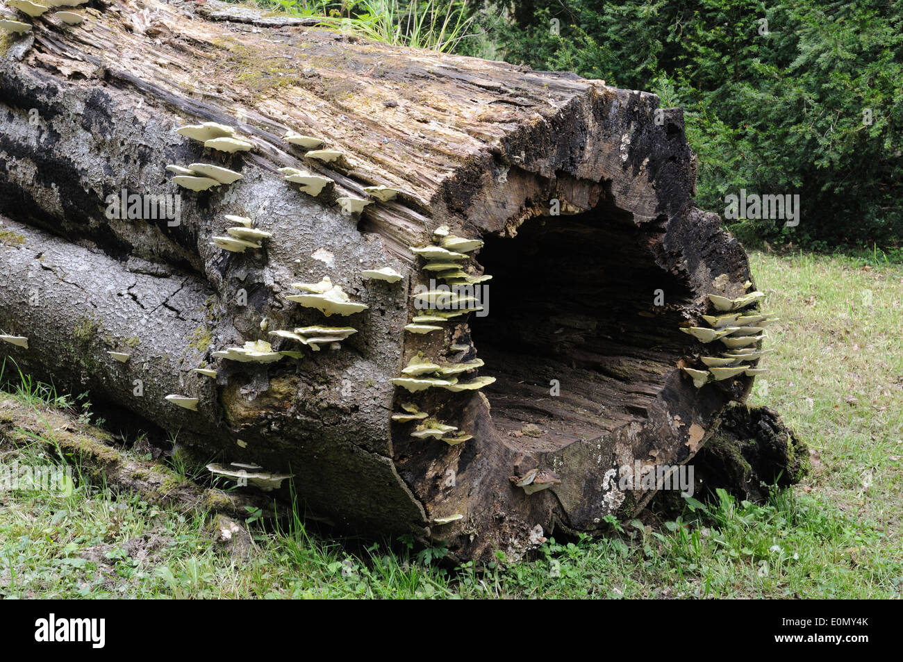 Champignon poussant sur un vieux tronc d'arbre tombé Banque D'Images