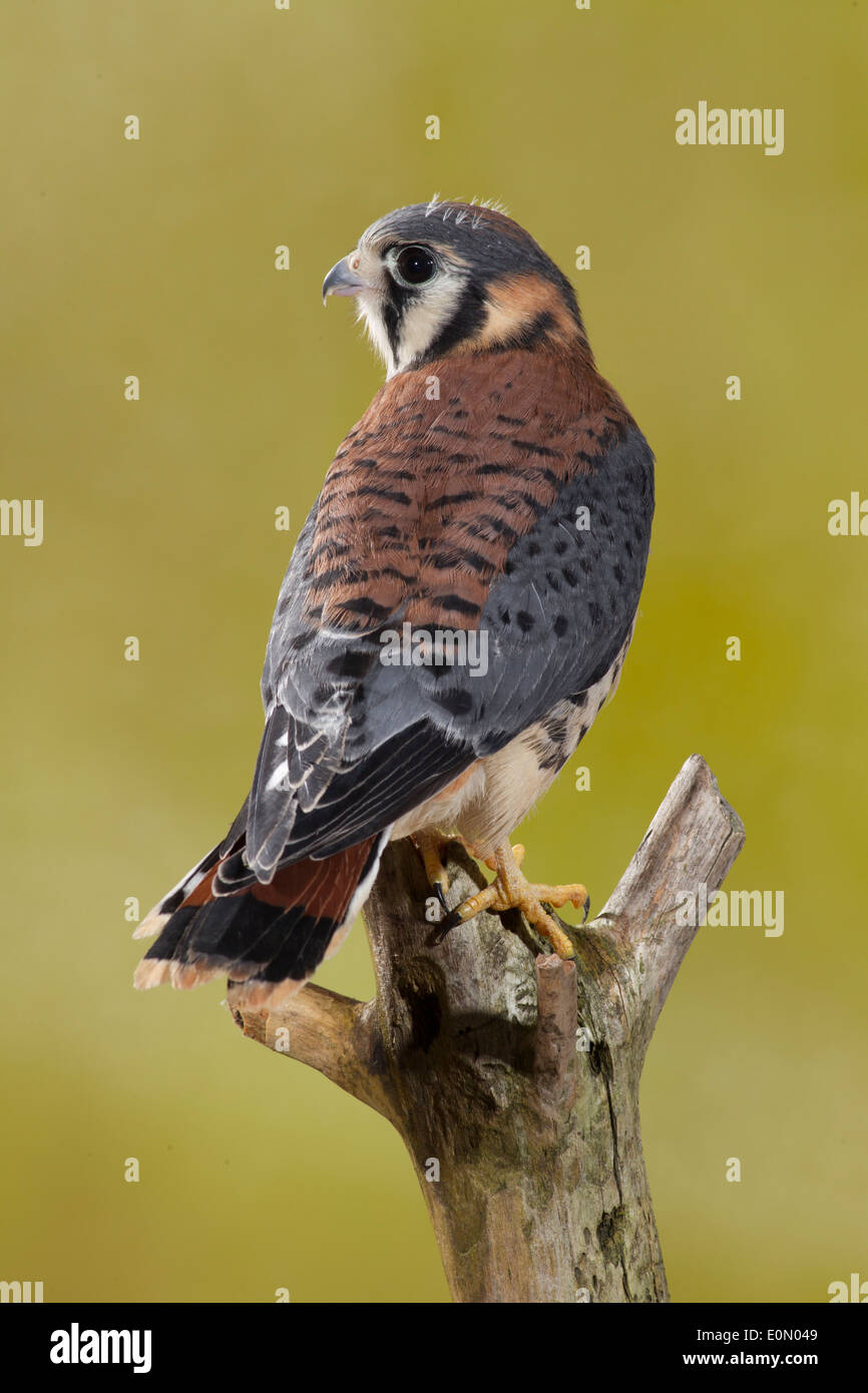 Crécerelle d'Amérique, membre de l'arbre sur le Centre de la Pennsylvanie, aux États-Unis. Situation contrôlée (Falco sparverius) Banque D'Images