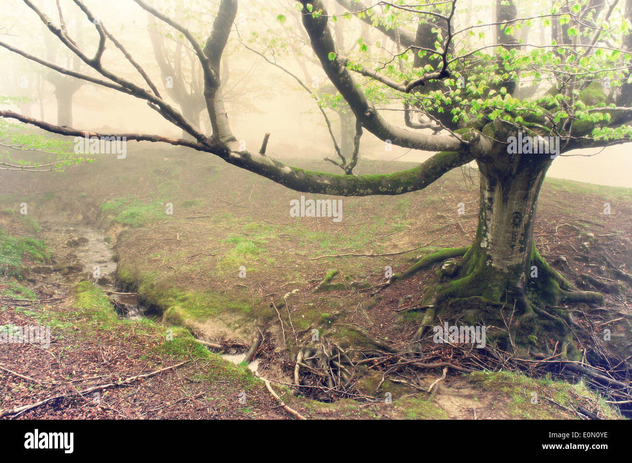 Forêt spooky avec effet filtre vintage Banque D'Images