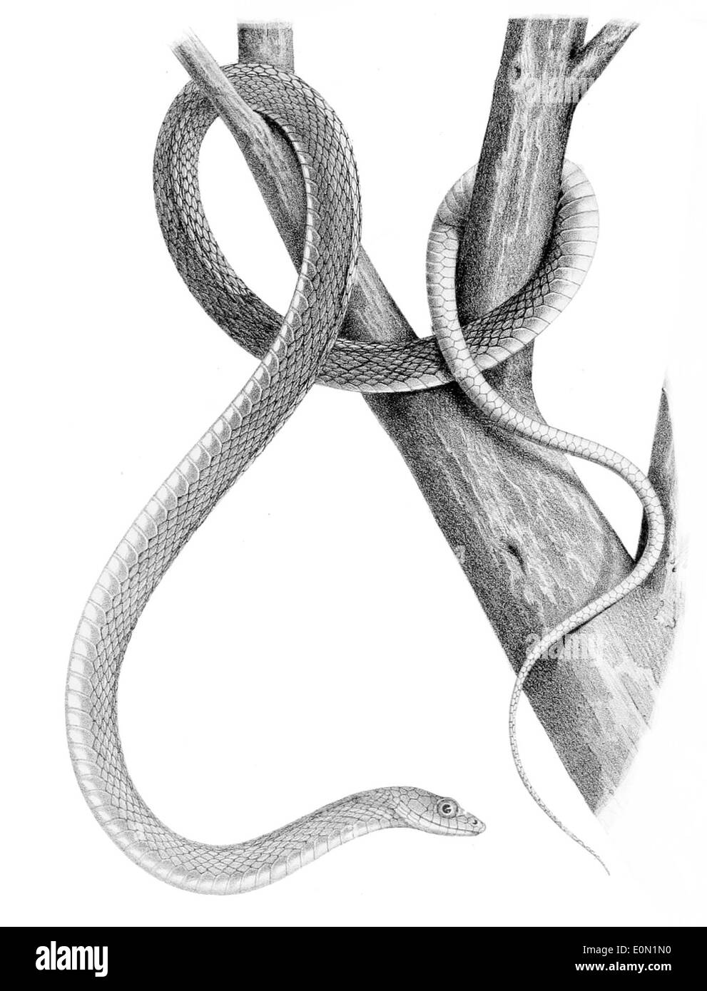 Drymobius melanotropis est une espèce de serpent que l'on trouve en Amérique centrale et en Amérique du Sud. Il est non venimeux et vit généralement dans les zones forestières, se nourrissant de petits vertébrés et invertébrés. Banque D'Images