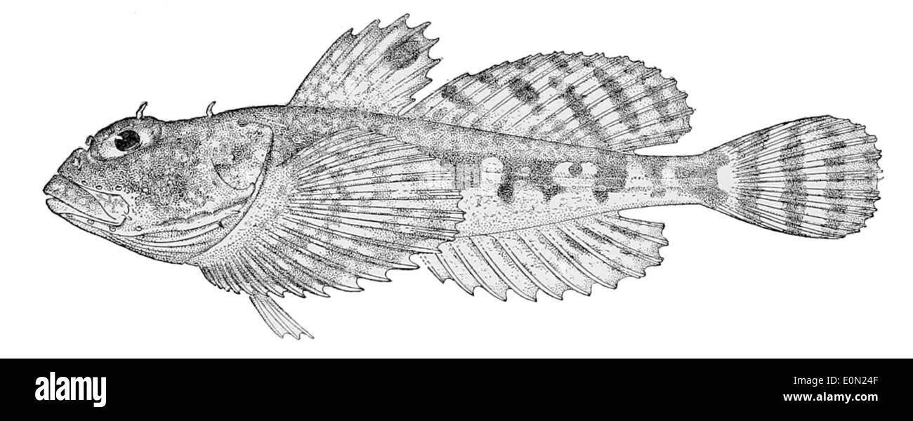 Artediellus miacanthus est une espèce de libellule trouvée dans le Pacifique Nord. C'est un petit poisson coloré que l'on voit souvent près du fond de l'océan, habitant souvent des environnements rocheux ou sablonneux. Banque D'Images