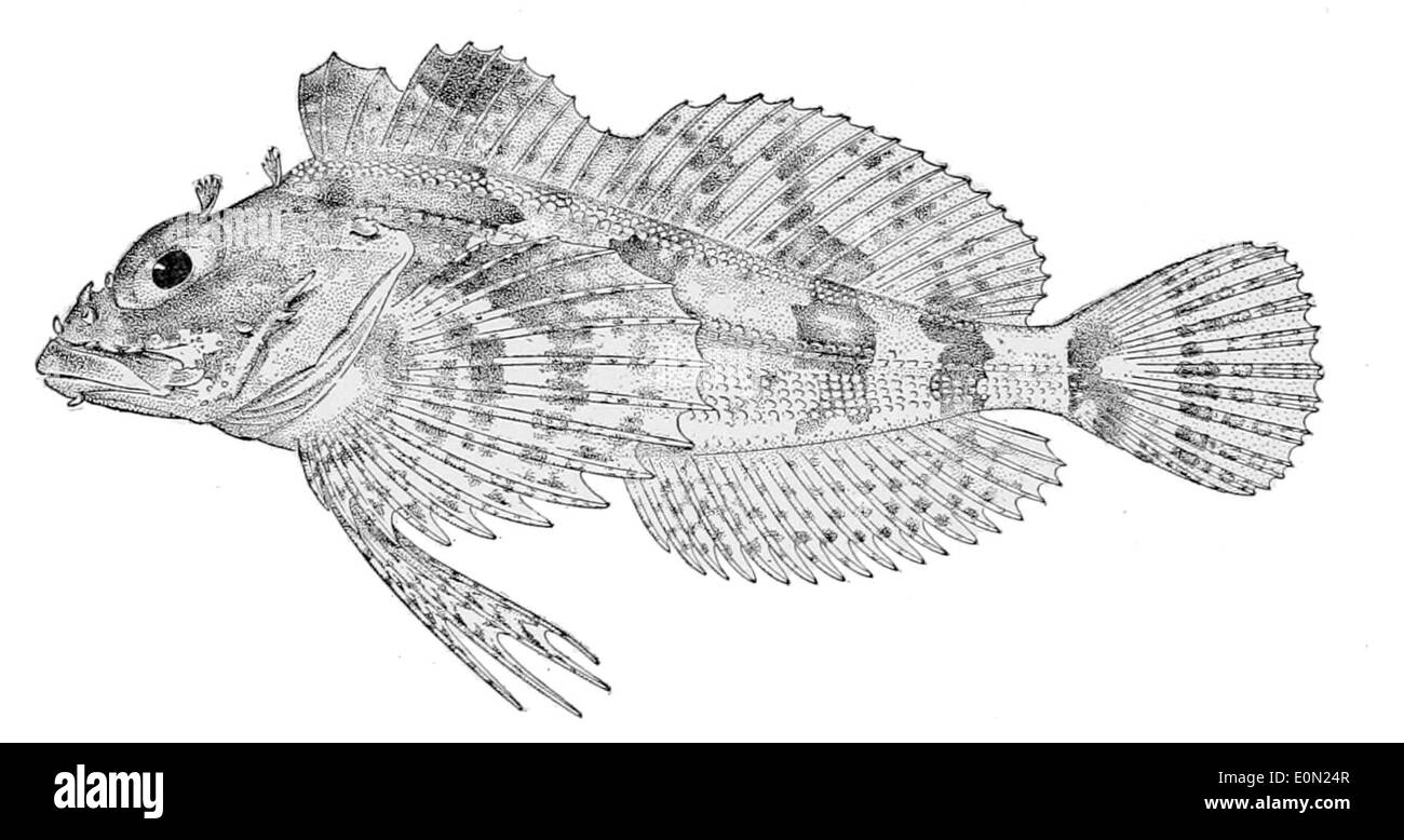 Hemilepidotus zapus, une espèce de Chabot, se trouve le long des côtes du Pacifique Nord. Il est reconnu pour son corps robuste et ses grandes nageoires pectorales. Banque D'Images