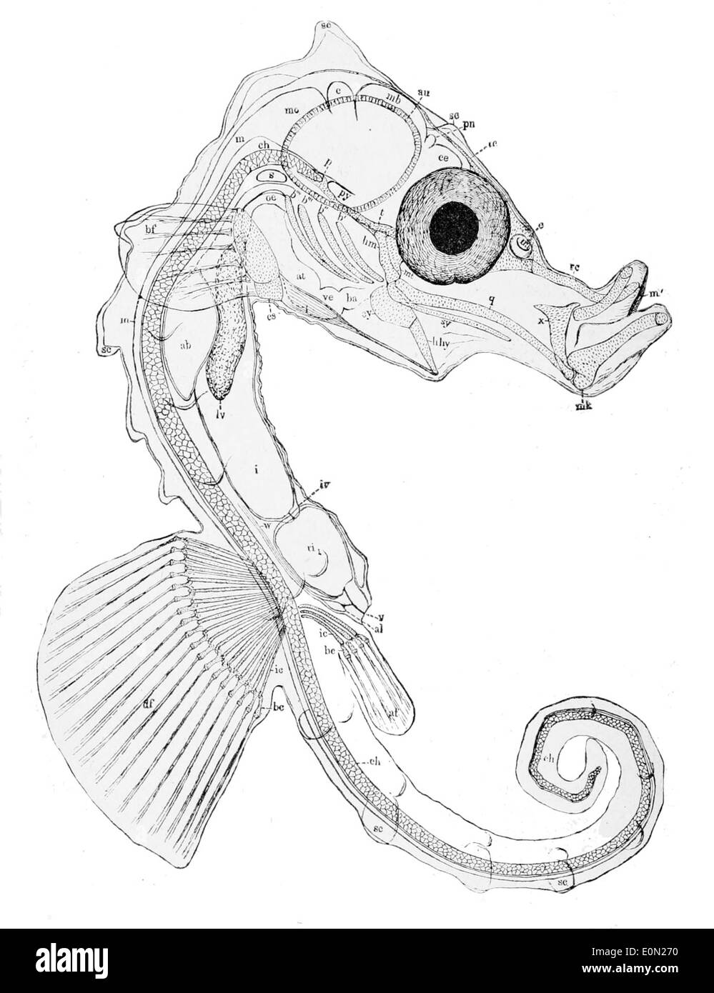 Hippocampe L'hippocampe, communément appelé hippocampe commun, est une espèce d'hippocampe trouvée dans les eaux côtières peu profondes d'Europe et d'Afrique du Nord. Il est connu pour sa posture droite et sa forme unique du corps. Banque D'Images