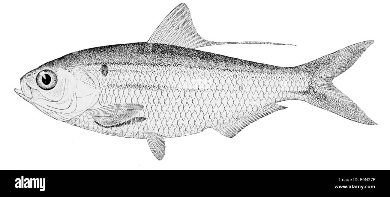 Signalosa atchafalayae est une espèce de poisson trouvée dans le bassin de la rivière Atchafalaya, dans le sud des États-Unis. Il est reconnu par sa petite taille et les motifs uniques sur son corps. Banque D'Images