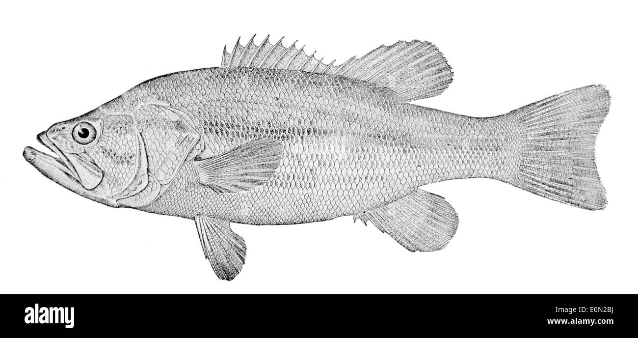 Micropterus salmoides, communément appelé bar à grande bouche, est une espèce de poisson d'eau douce que l'on trouve en Amérique du Nord. Il est prisé par les pêcheurs pour son comportement alimentaire agressif et sa grande taille. Banque D'Images