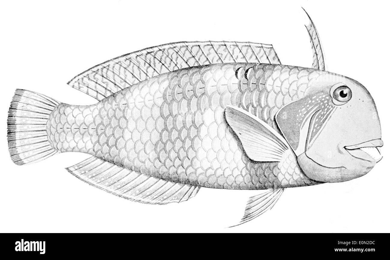 Iniistius pavo, communément connu sous le nom de wrasse de paon, est un poisson aux couleurs vives trouvé dans l'Indo-Pacifique. Il est connu pour ses modèles vifs et ses comportements qui en font un sujet populaire des études marines. Banque D'Images
