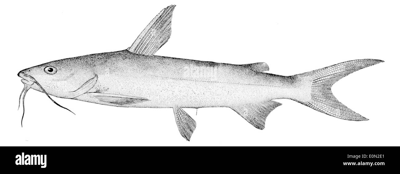 Arius felis, également connu sous le nom de poisson-chat à tête dure, est une espèce de poisson-chat trouvée dans les eaux côtières et d'eau douce du golfe du Mexique et du sud-est des États-Unis. Il se caractérise par son corps robuste et ses barbillons autour de la bouche. Banque D'Images