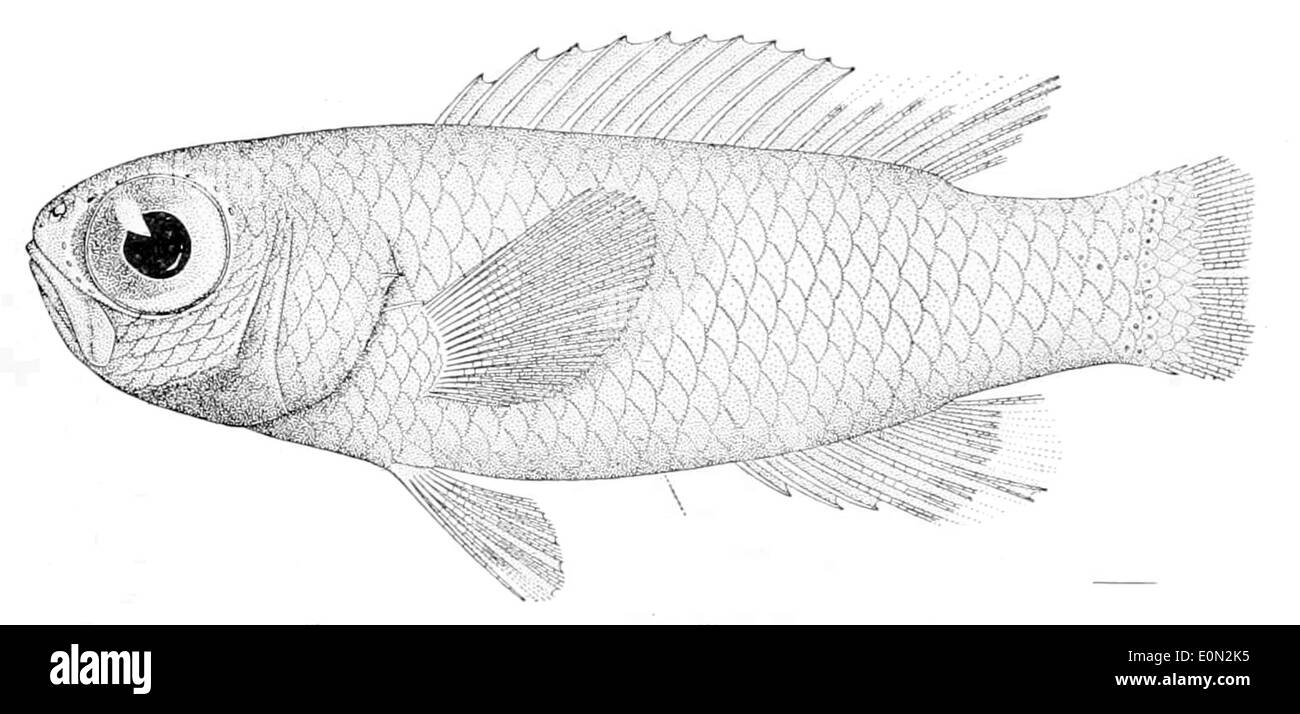 Grammatonotus laysanus est une espèce de libellule originaire de l'est de l'océan Atlantique. Il est reconnu pour ses capacités bioluminescentes et se trouve dans les environnements de haute mer, souvent à des profondeurs considérables. Banque D'Images