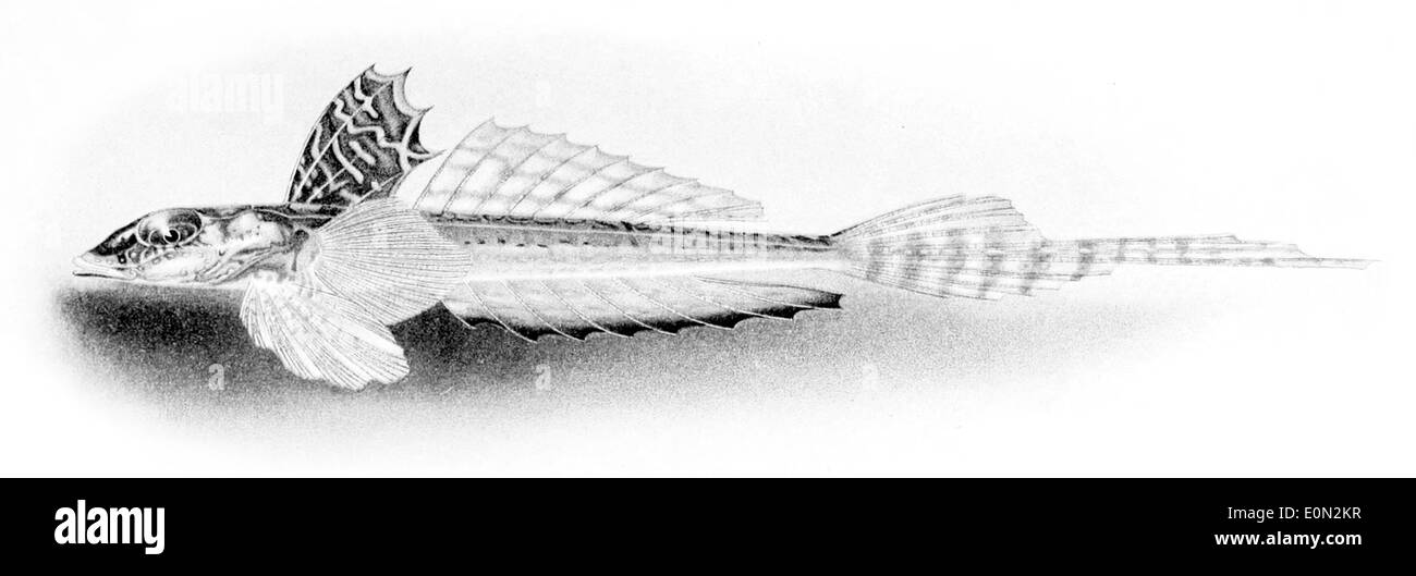 Callionymus caeruleonotatus est une espèce de libellule trouvée dans la région Indo-Pacifique. Ce poisson est connu pour sa coloration vibrante et son adaptation aux environnements rocheux riches en corail. Banque D'Images