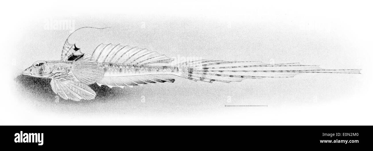 Callionymus decoratus est une espèce de libellule trouvée dans les régions tropicales et subtropicales des océans Indien et Pacifique. Il est reconnu pour sa coloration vibrante et ses ailettes allongées. Banque D'Images