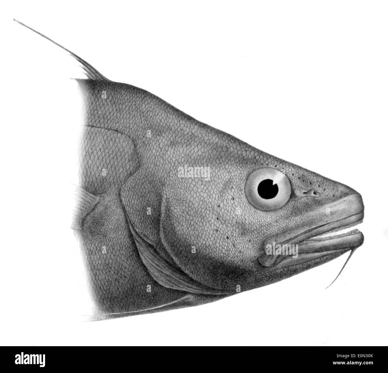Lepidion guentheri, une espèce de grenadiers, se trouve dans les milieux marins profonds. Elle se caractérise par son long corps et ses grandes nageoires pectorales. Banque D'Images