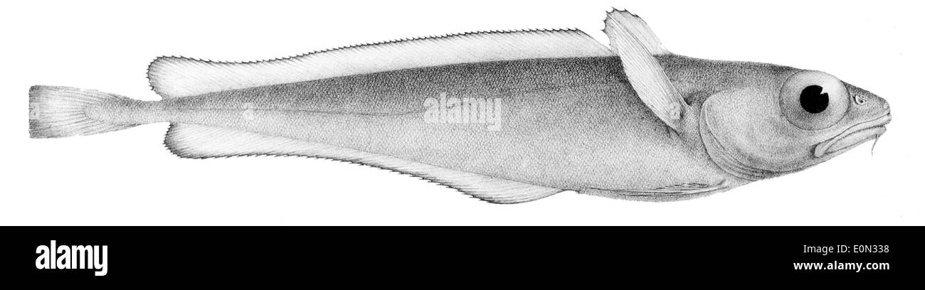 Notophycis marginata, connu sous le nom de dragonet à tache marginale, est un petit poisson trouvé dans la région Indo-Pacifique. Il est reconnu pour ses motifs de couleurs vibrantes et ses ailerons distinctifs. Banque D'Images