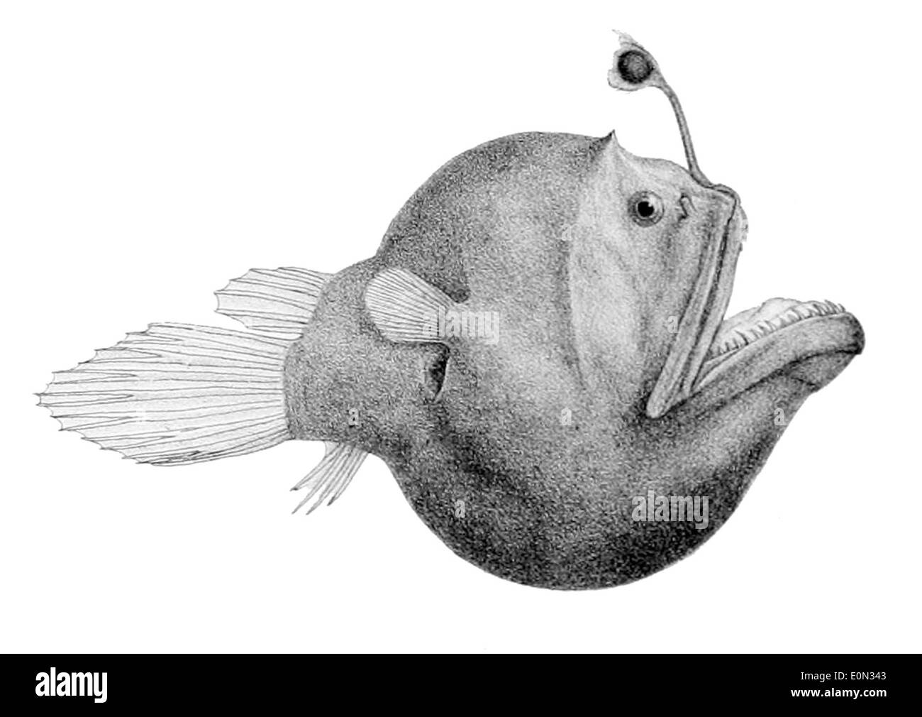 Diceratias bispinosus, également connu sous le nom de baudroie à deux épines, est une espèce de poisson d'eau profonde trouvée dans l'océan Atlantique. Il se distingue par son leurre bioluminescent et sa grande structure épineuse. Banque D'Images