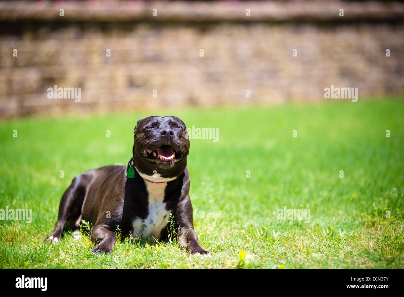 Pitbull Noir Banque D Image Et Photos Alamy