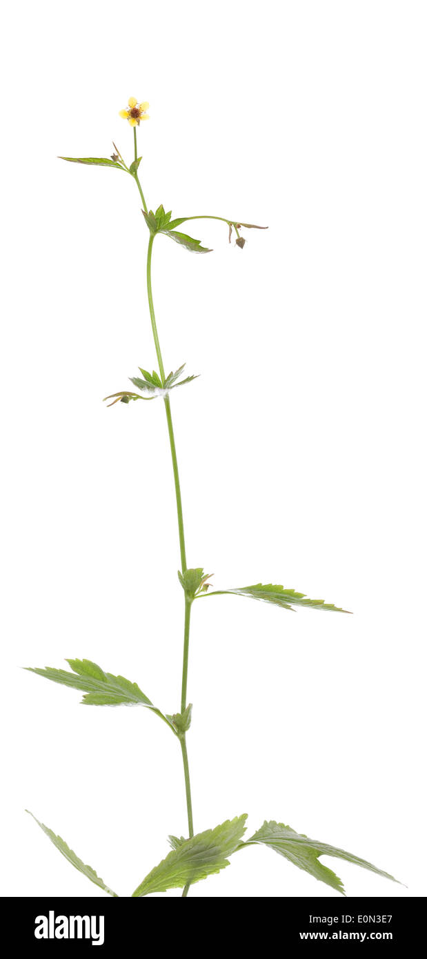 Geum urbanum (fleur jaune) sur fond blanc Banque D'Images