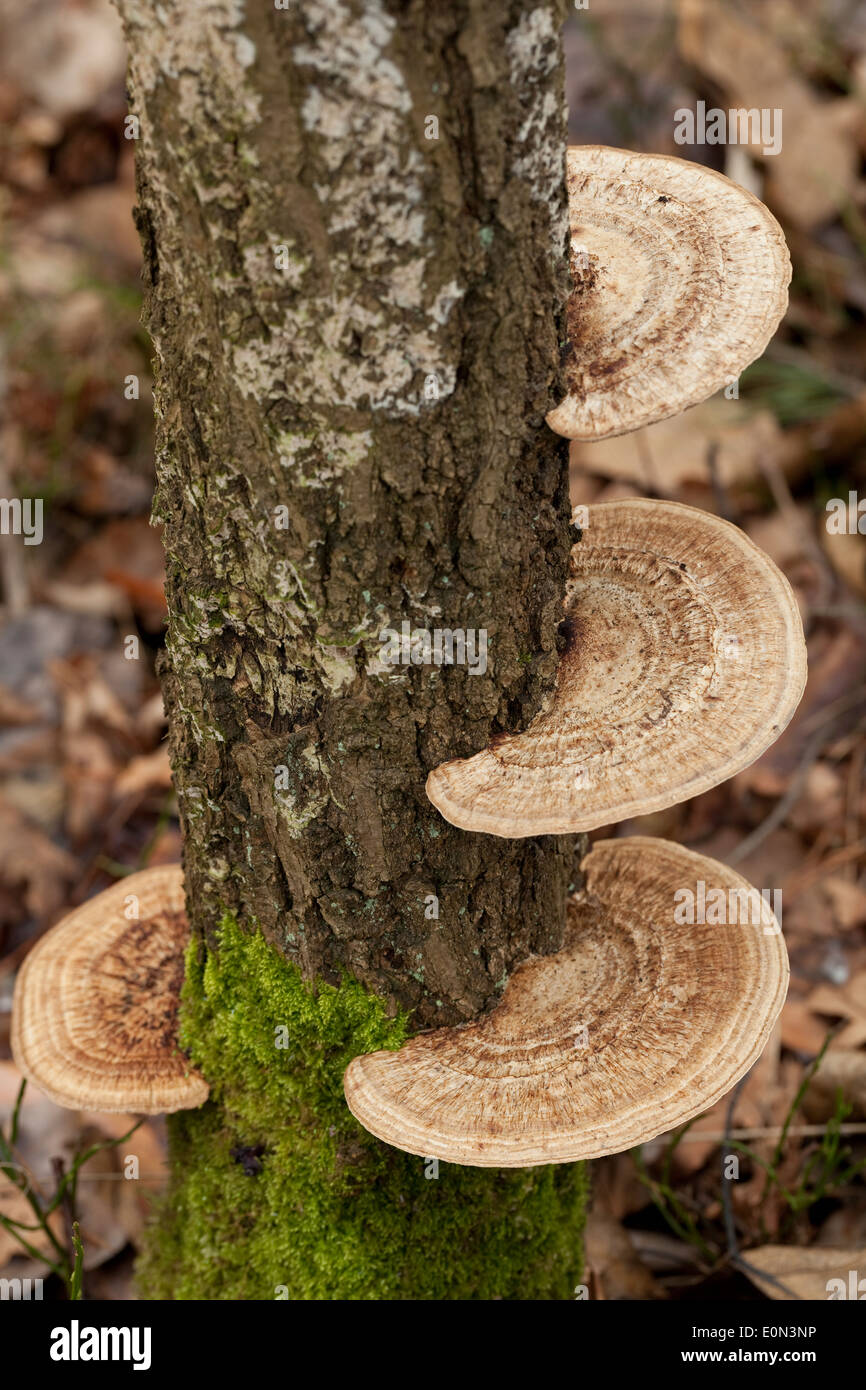 (Daedaleopsis confragosa big mushroom) sur le tronc en forêt Banque D'Images