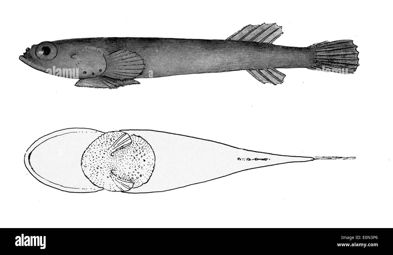 Tomicodon fasciatus est une espèce de petits poissons rayés qui vit dans les milieux de haute mer. Son motif rayé distinctif l'aide à se fondre dans son habitat et à éviter les prédateurs. Banque D'Images