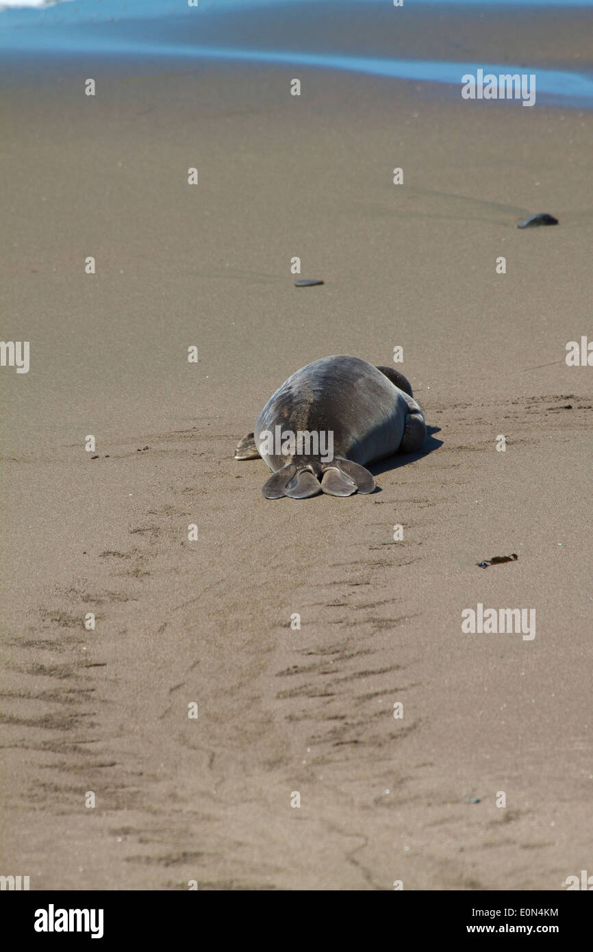 Les jeunes éléphants de mer entrant dans l'océan pour apprendre à nager. Juste à côté de la US Hwy 1 Pacific Coast Highway (PCH) à San Simeon en Californie Banque D'Images