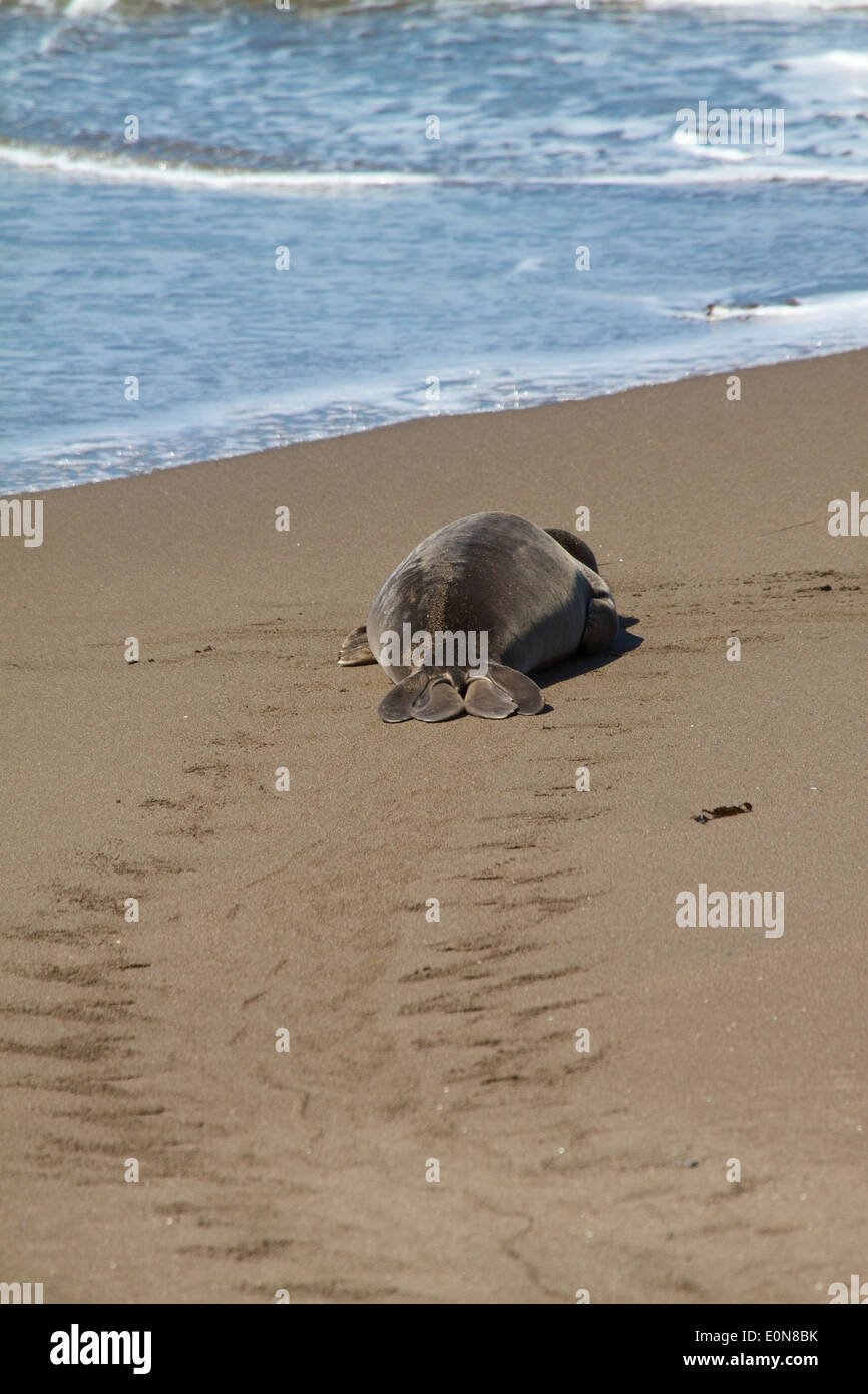 Les jeunes éléphants de mer entrant dans l'océan pour apprendre à nager. Juste à côté de la US Hwy 1 Pacific Coast Highway (PCH) à San Simeon en Californie Banque D'Images