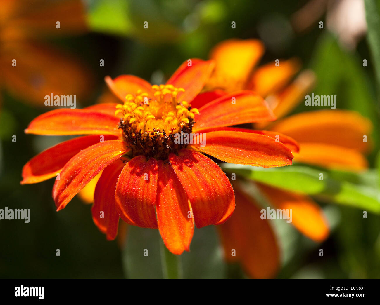 Kobold, Kokardenblume, (Gaillardia Hybride) - Blanket flower (Gaillardia Hybride) Banque D'Images