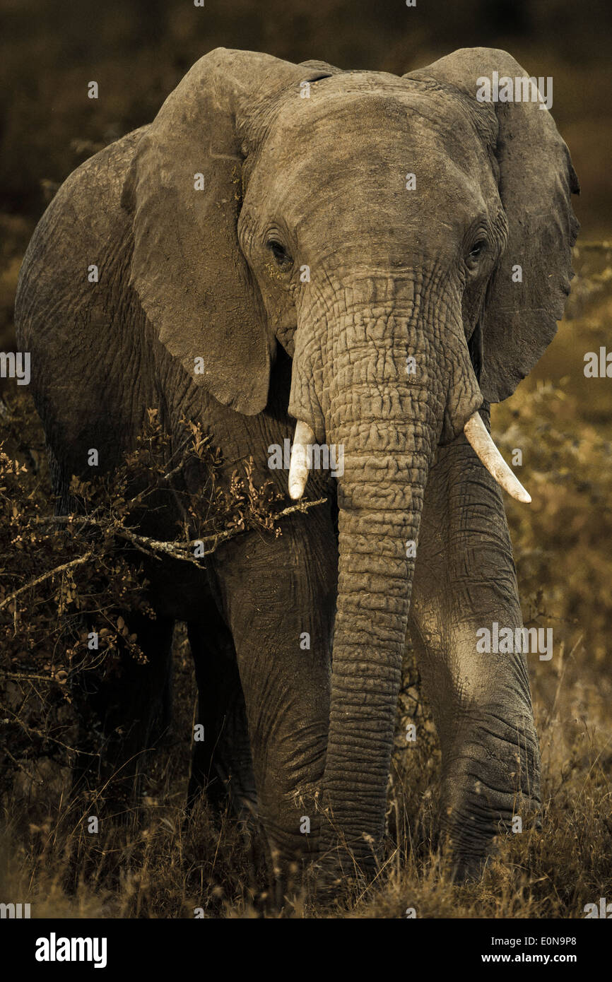 L'éléphant, lumière du soir, Laikipia, Kenya, Africa Banque D'Images